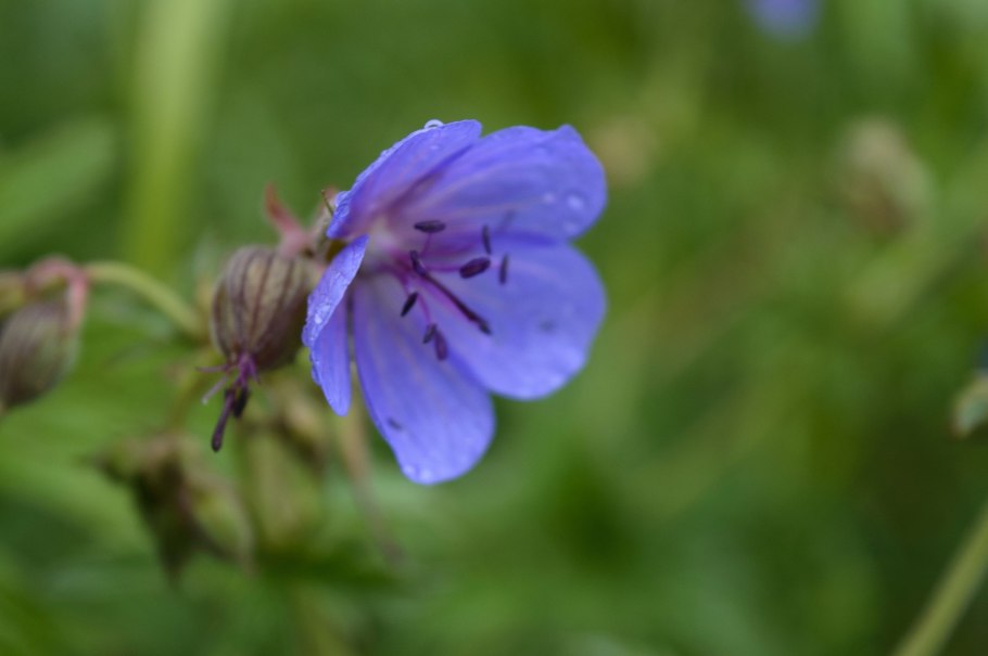 Цепь питания герань Луговая перепел медведка