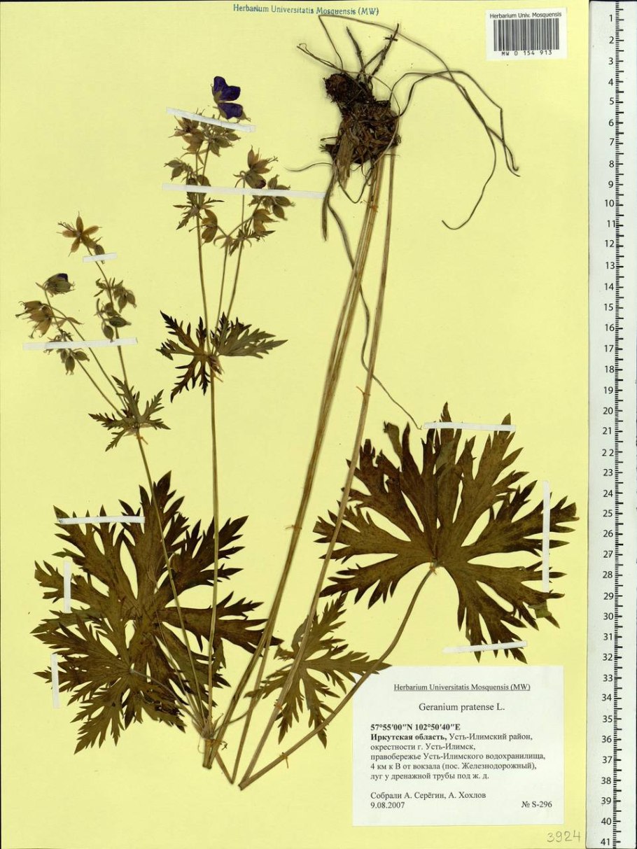 Герань Луговая гербарий