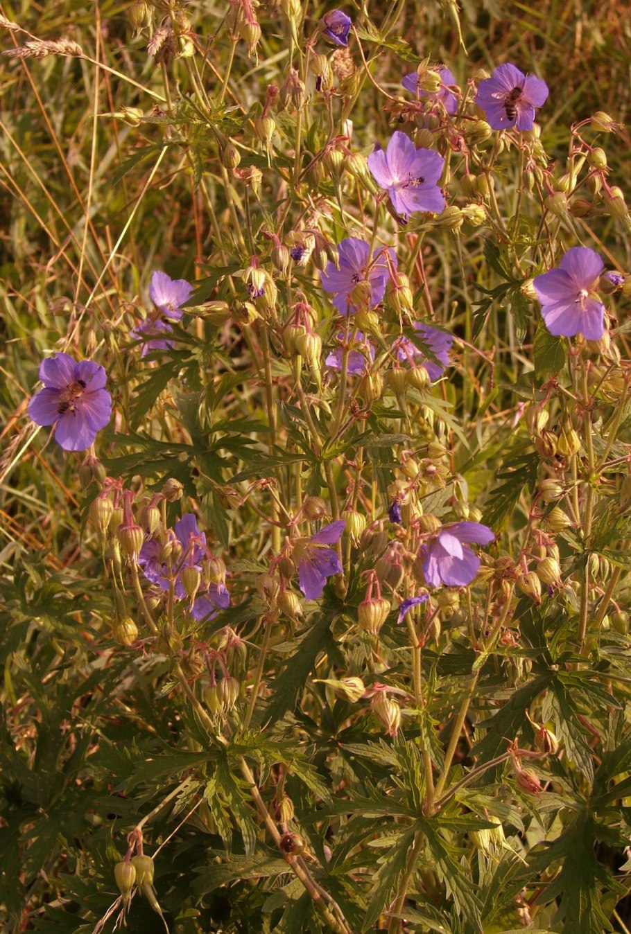 Герань лесная (geranium sylvaticum)
