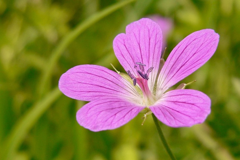 Geranium sylvaticum