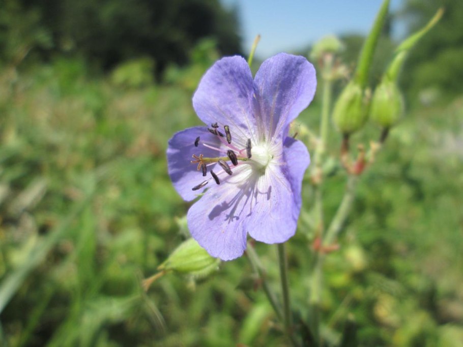 Герань Луговая New Dimension