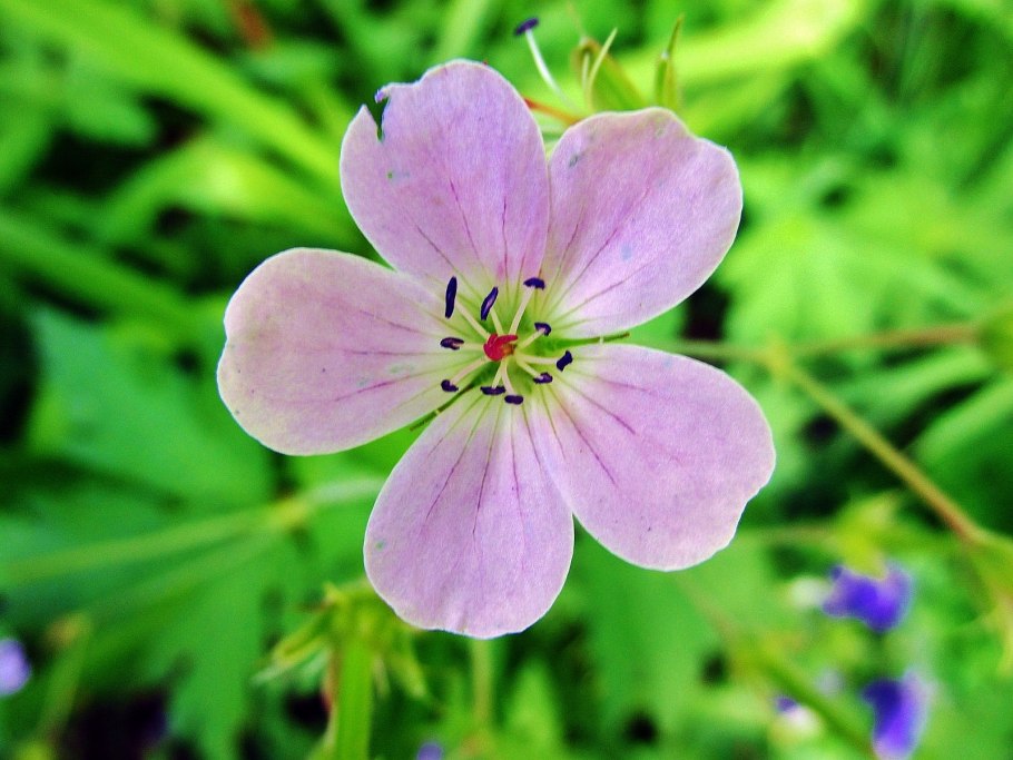 Герань луговая summer skies
