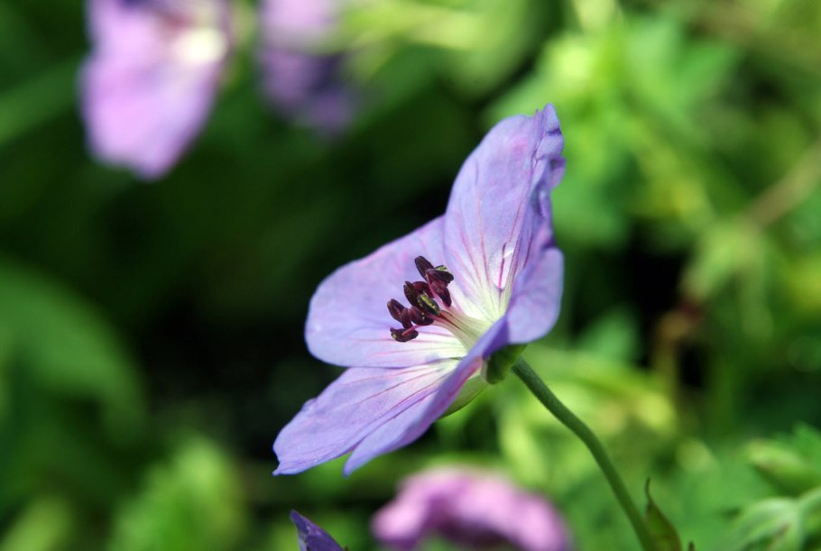 Герань гибридная розанна