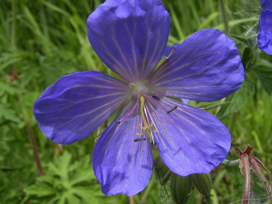 Герань Розанна семена