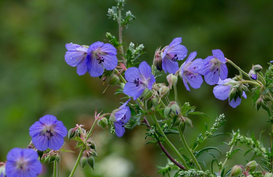 Герань erianthum f.pallescens