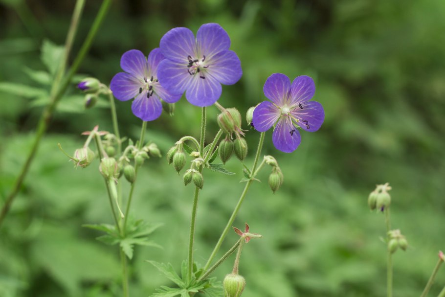 Герань Луговая