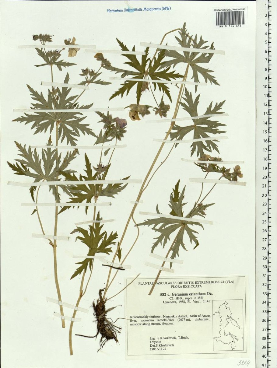 Герань луговая гербарий