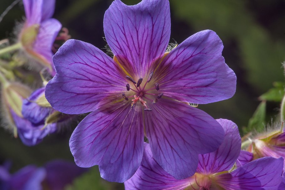 Герань Луговая голубая
