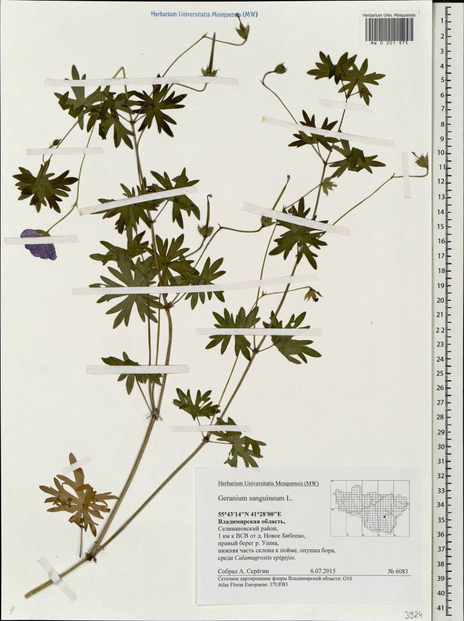 Герань сибирская geranium sibiricum