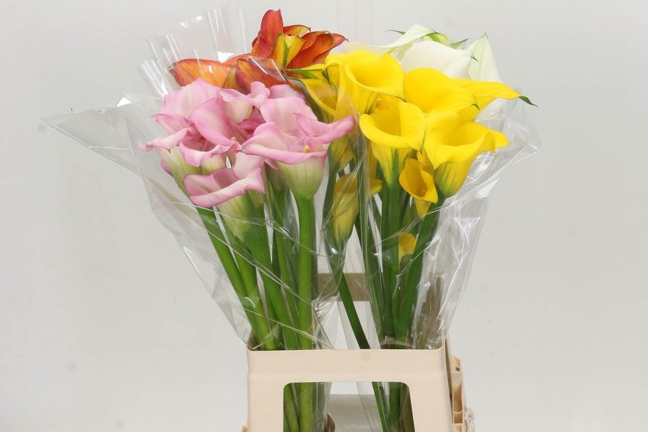 Калла микс Калла микс