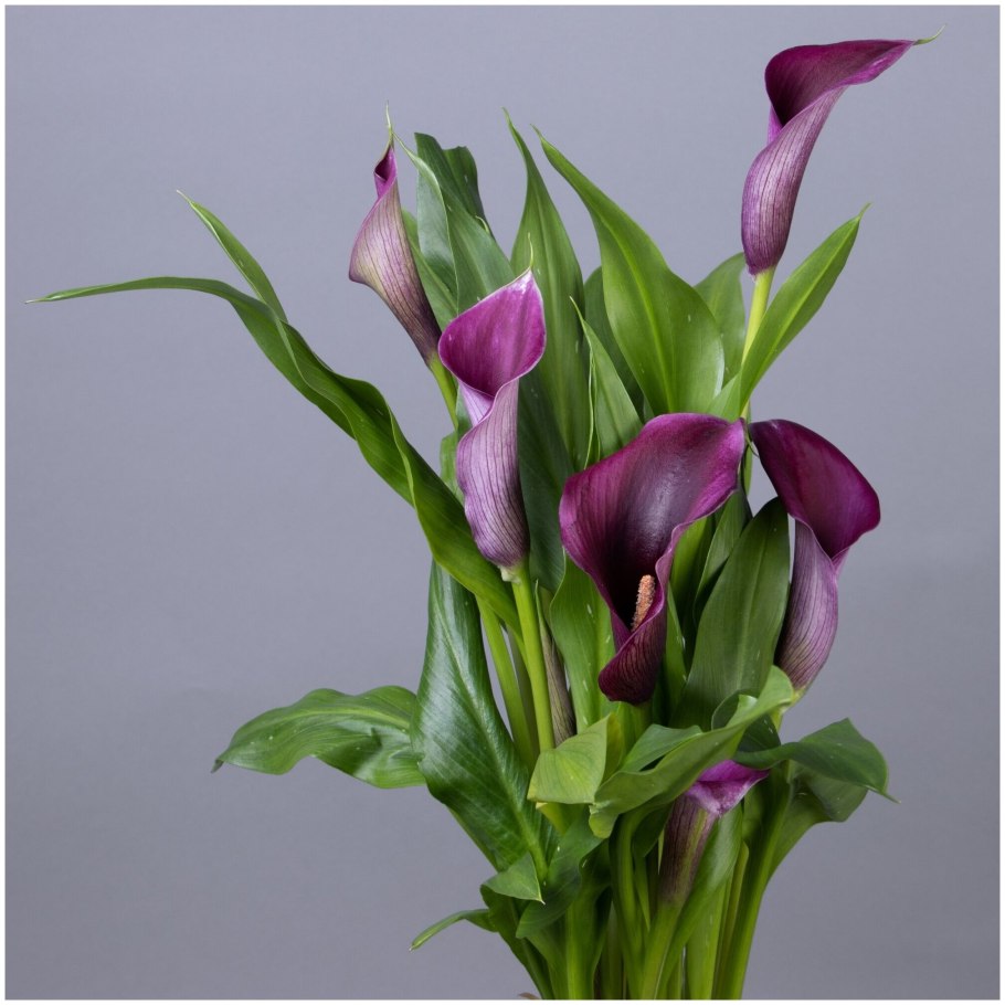 Калла (Зантедеския) микс