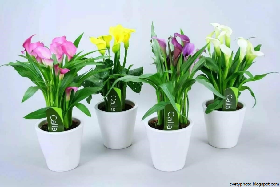 Калла микс, d-12