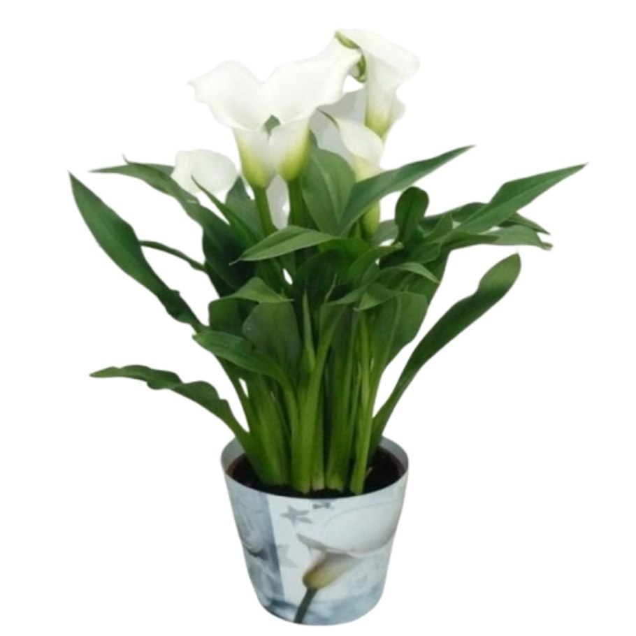 Калла (Зантедеския) микс