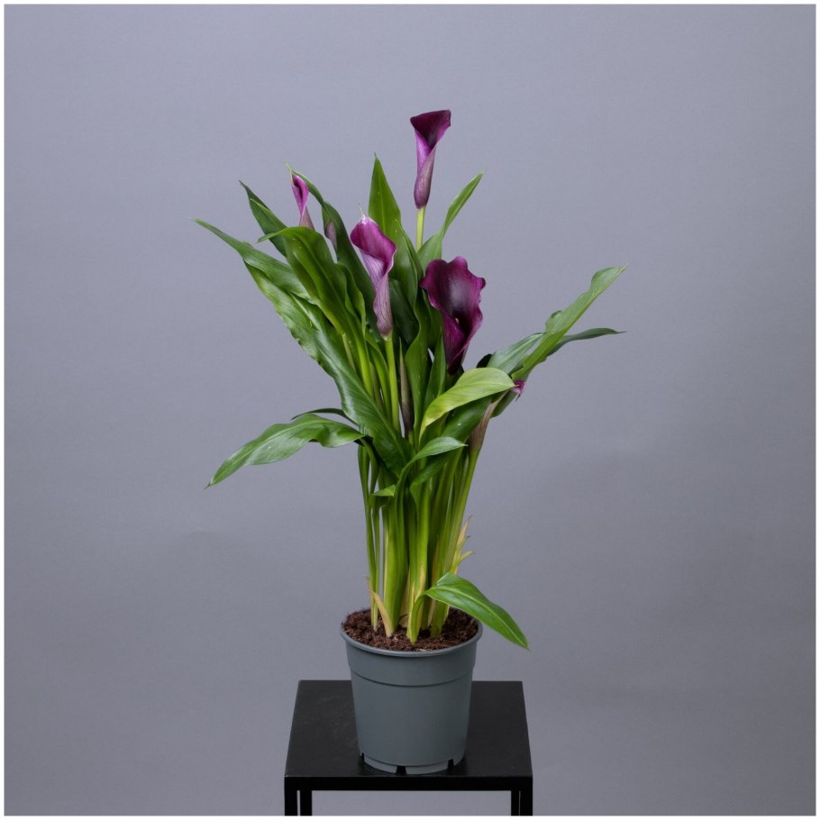 Букеты микс с каллами