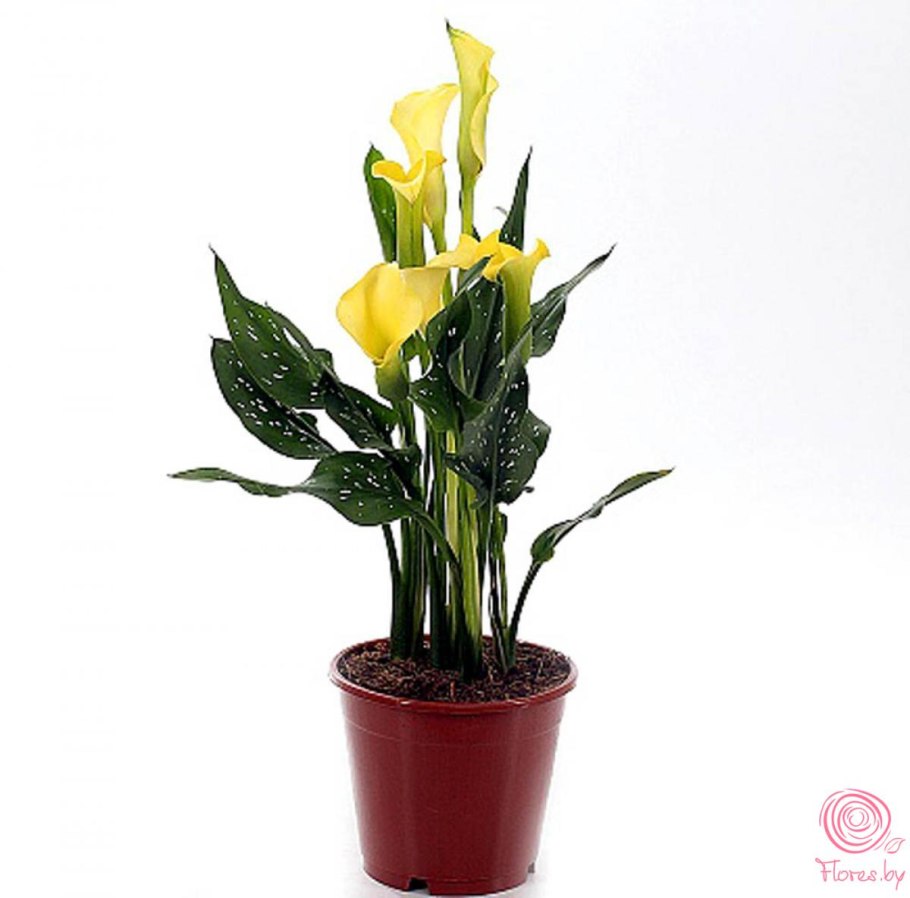 Калла Zantedeschia Mix