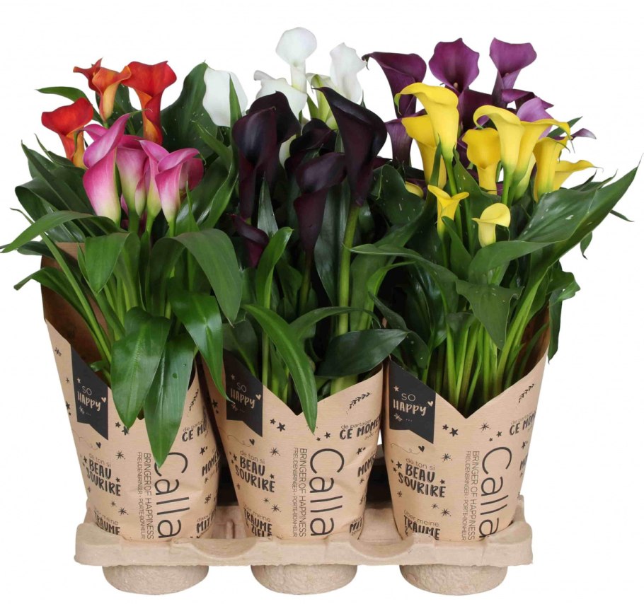 Калла микс, d-12