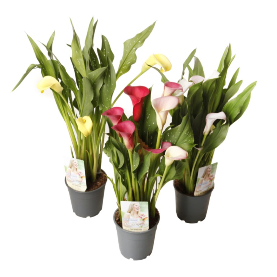 Калла Капитан Лидо