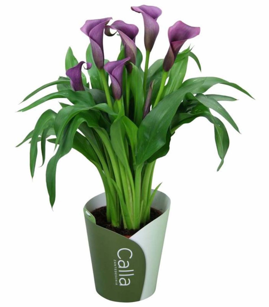 Каллы магия