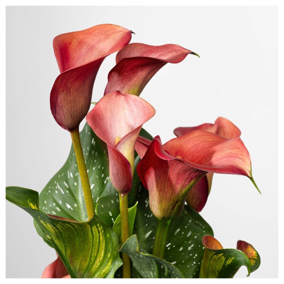 Калла хамелеон