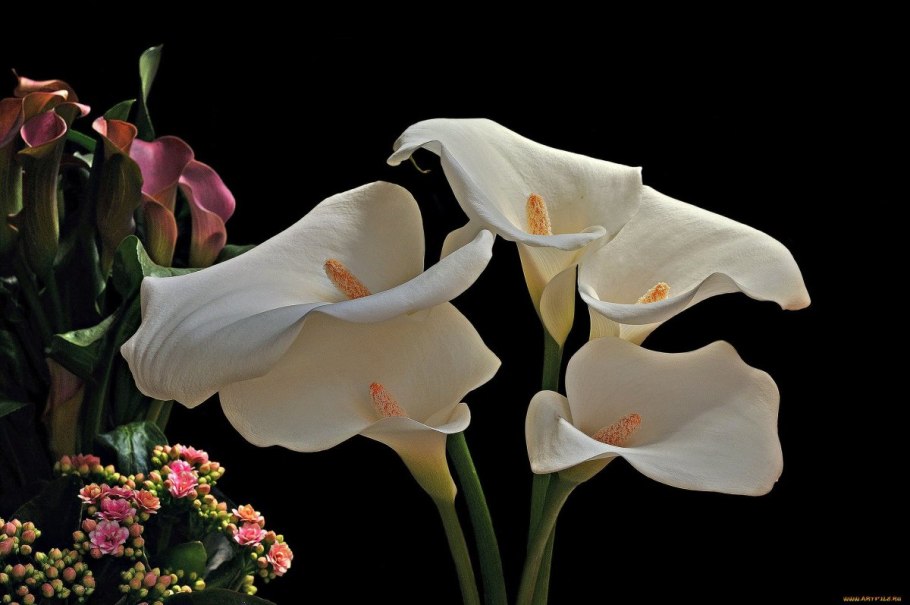 Зантедеския микс d12 h40