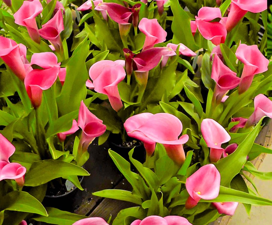 Калла микс 13 45