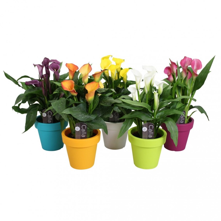 Калла эфиопская Зантедеския