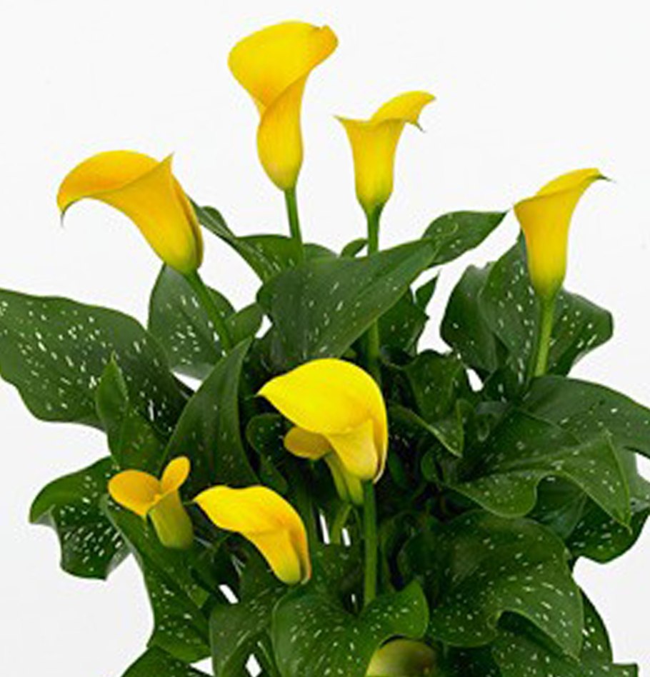 Калла (Зантедеския) микс