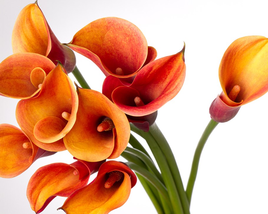 Калла микс, d-12