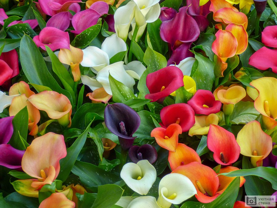 Зантедеския микс цветок