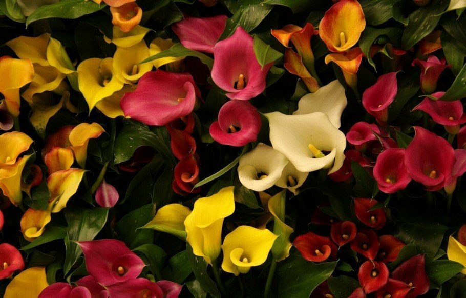 Калла Zantedeschia Mix