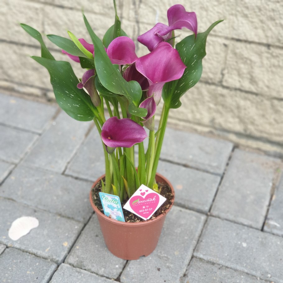 Букеты микс с каллами