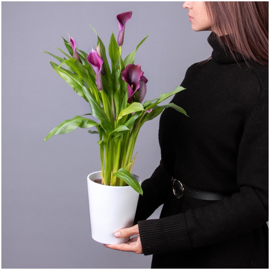 Калла микс d12 h45