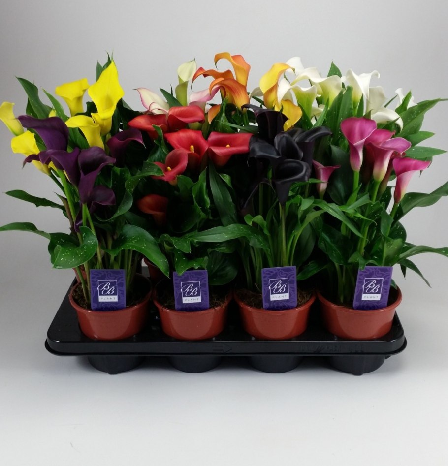 Белокрыльник комнатный