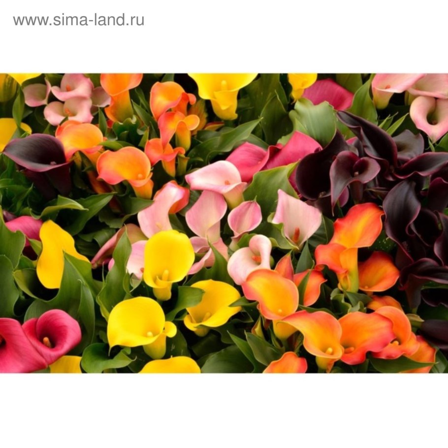 Калла д.12 микс