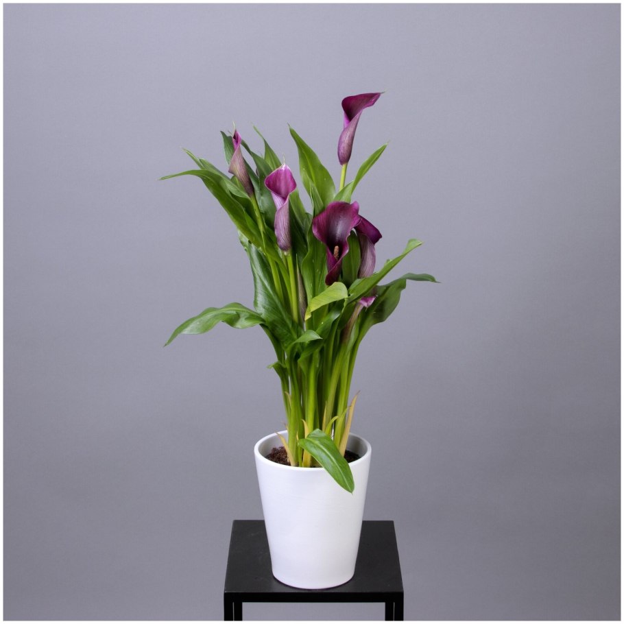 Калла саммер Сан фото