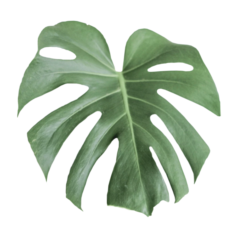 Экзотические листья