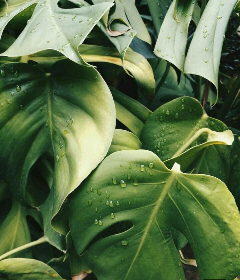 Монстера крупнолистная