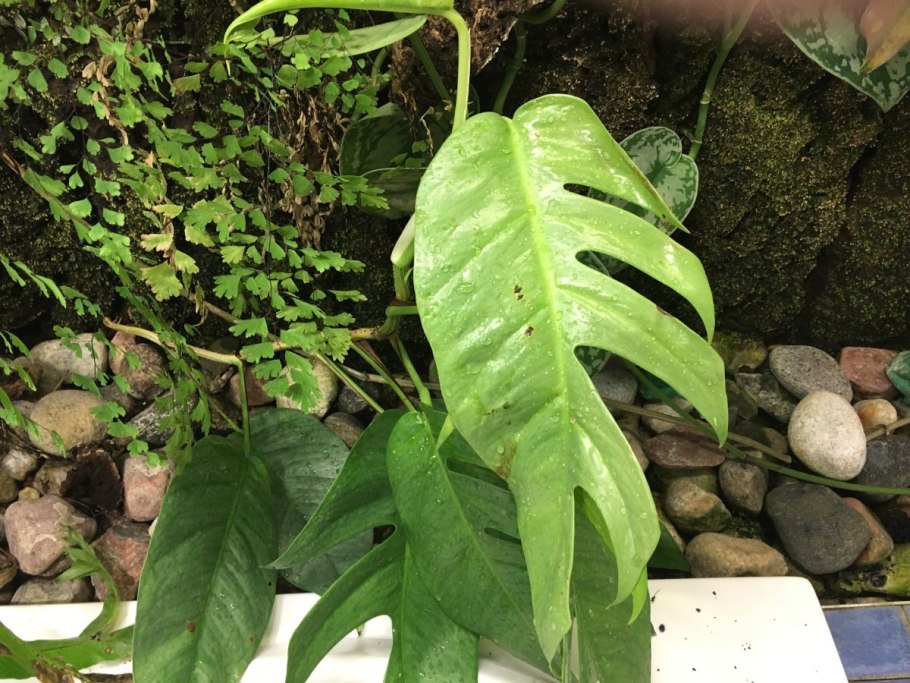 Тропические листья