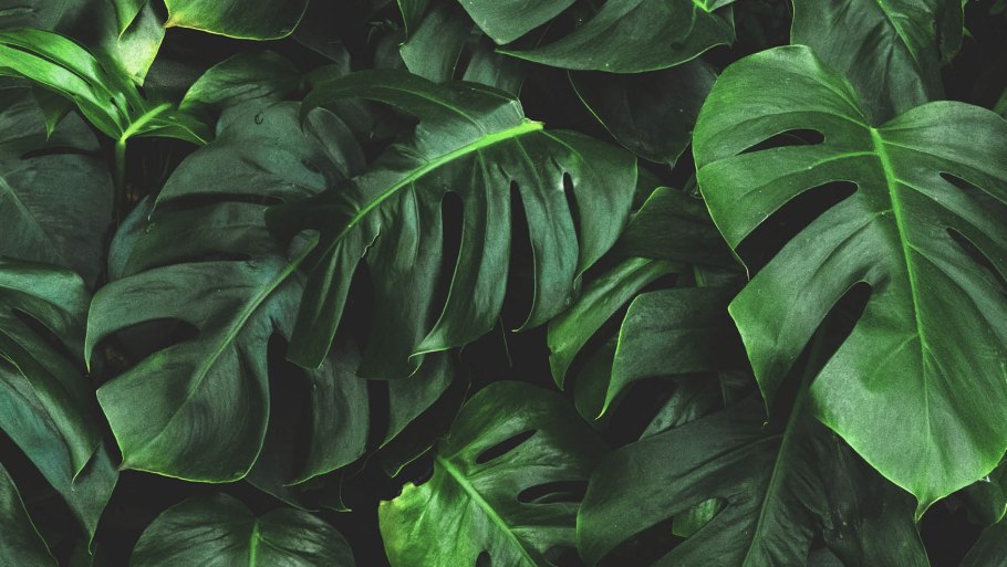 Монстера тетрасперма