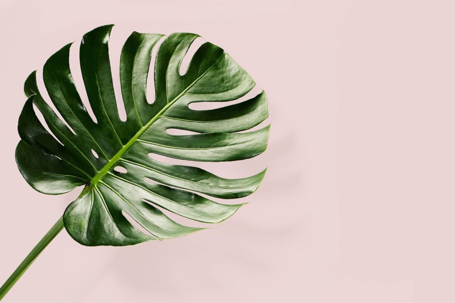 Тропические листья