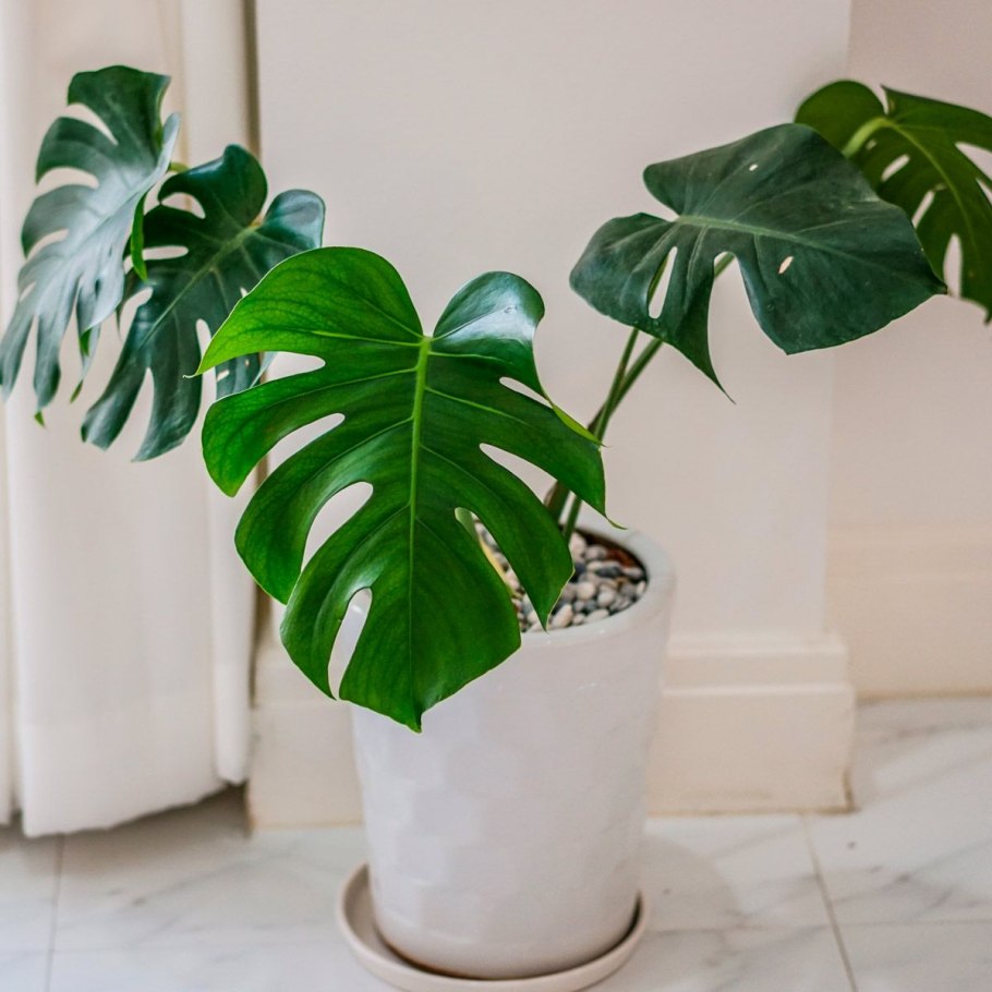 Лист монстеры