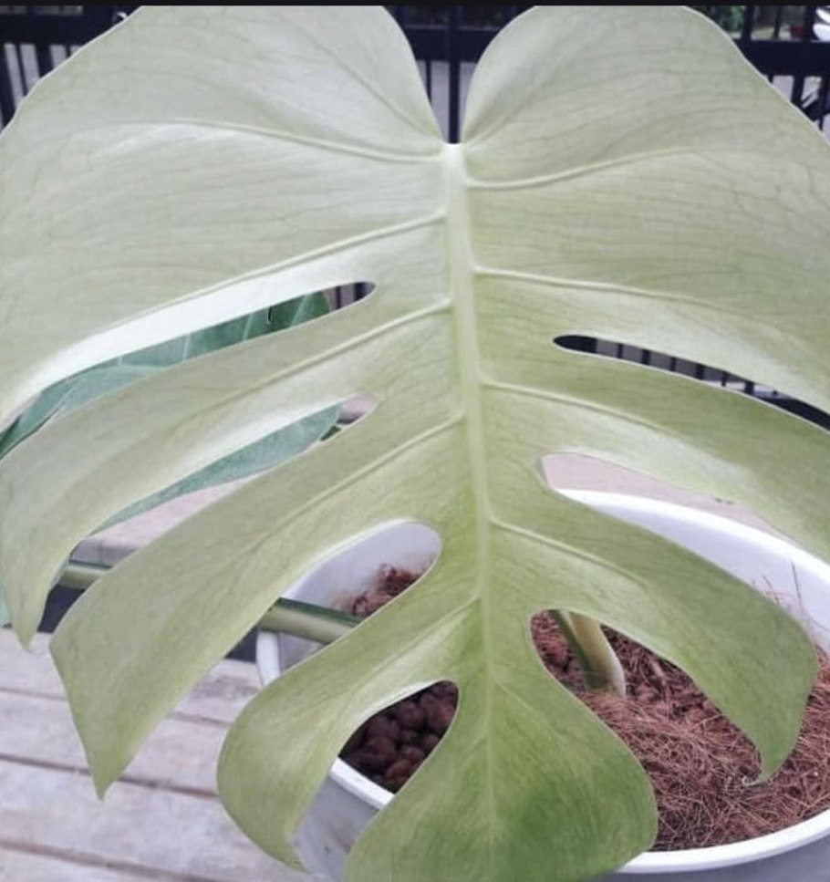 Монстера желтеют листья