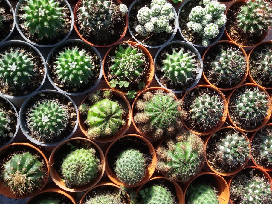 Кактус БЕКАНО