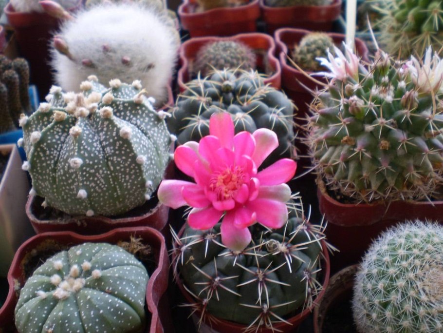 Кактус суккулент четырехгранный