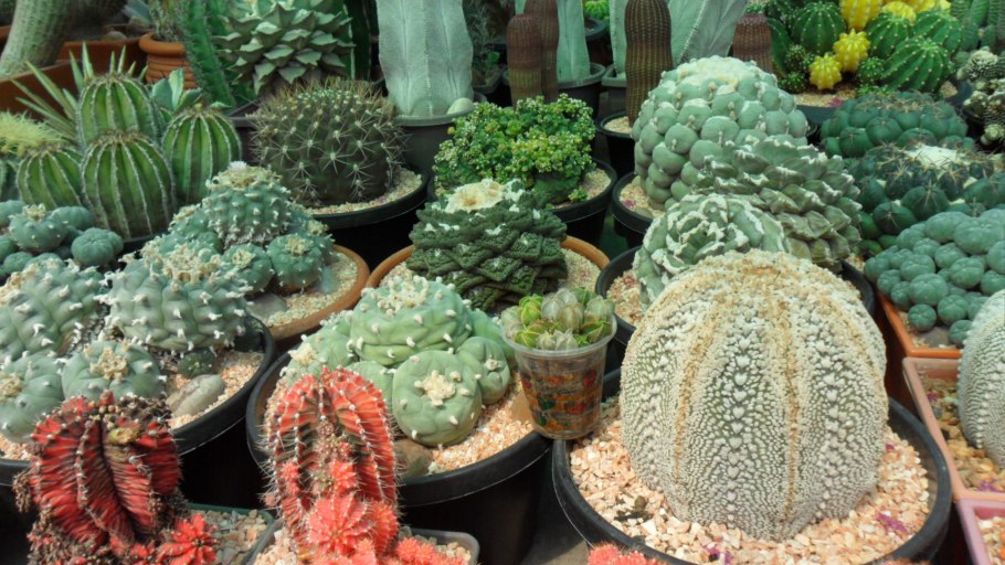 Кактус Мелокактус matanzanus