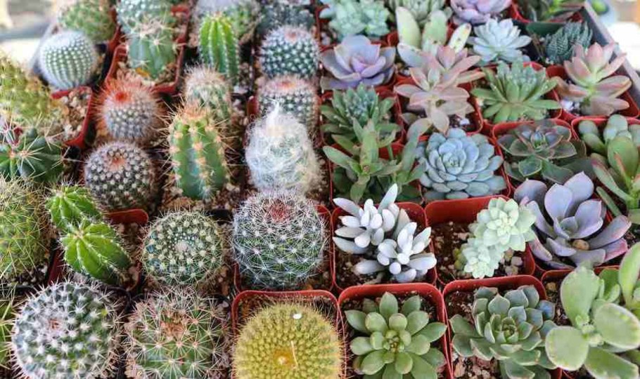 Эхинокактус грузонирейнбол