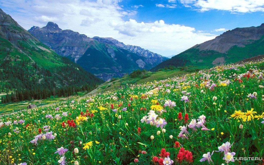Альпийские Луга Абхазия