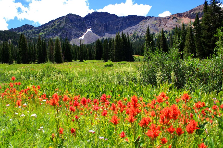 Альпийские Луга парамос
