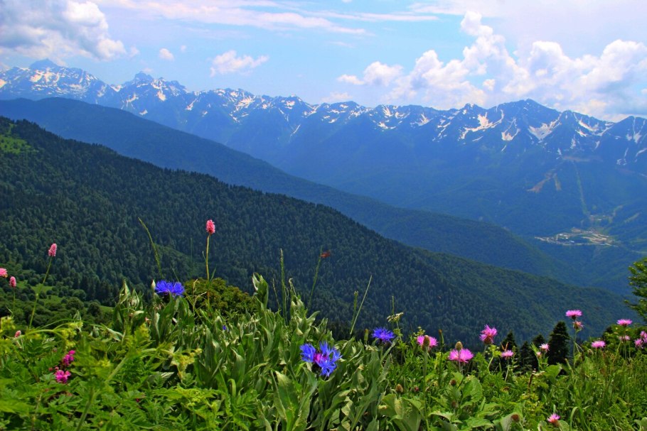 Альпийские Луга красная Поляна