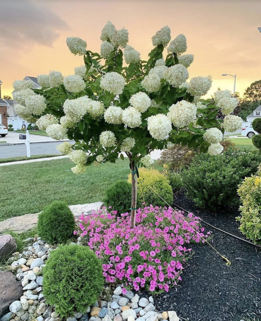 Гортензия метельчатая Лаймлайт